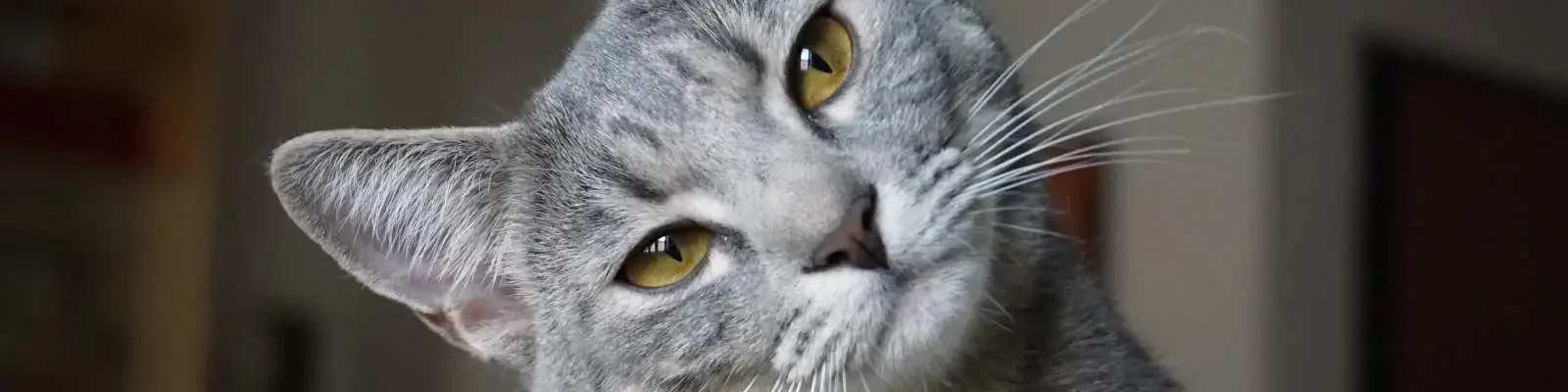 Furballs-Cattery - FAQs